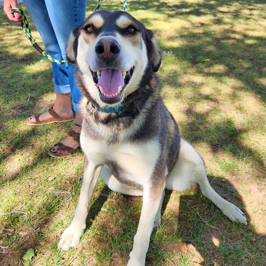 Polly Ann, an adoptable Mixed Breed in Prescott, AZ, 86304 | Photo Image 6