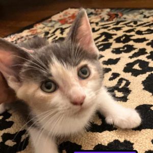 Fiona, Baby Female Domestic Short Hair
