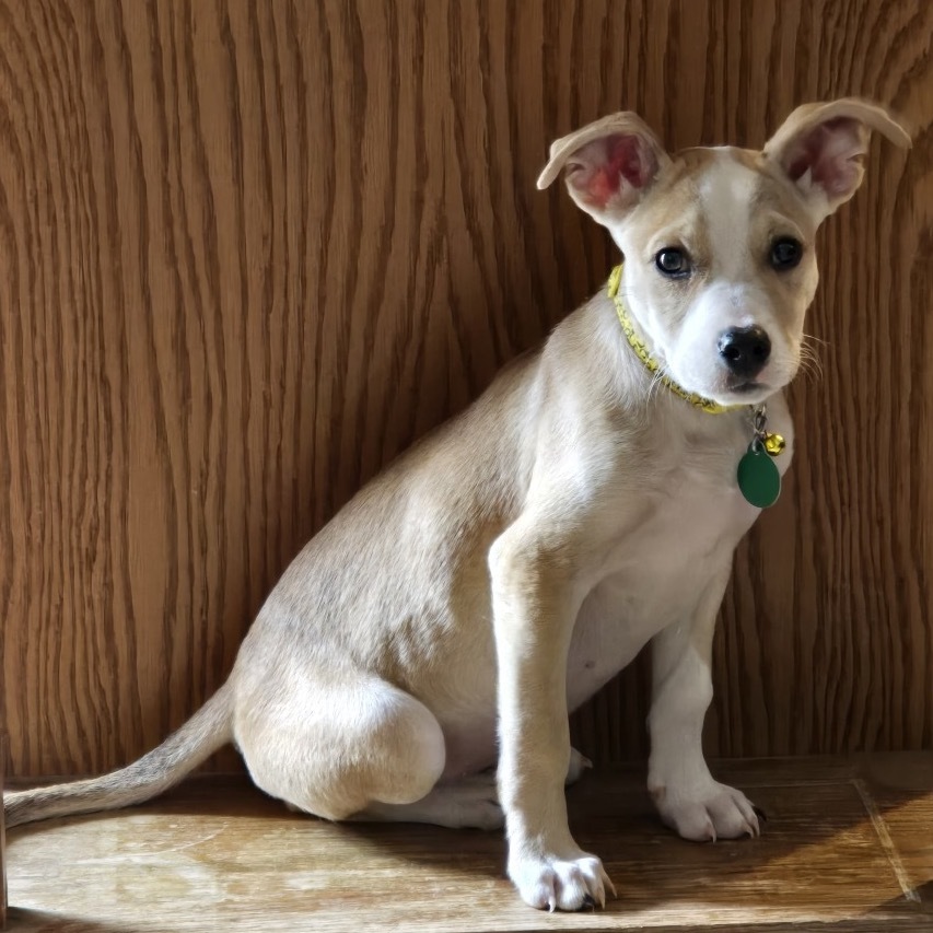 Tito, an adoptable Mixed Breed in Mitchell, SD, 57301 | Photo Image 1