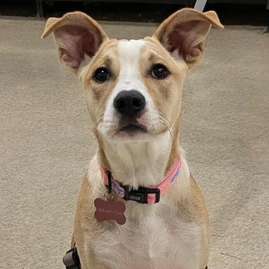 Tito, an adoptable Mixed Breed in Mitchell, SD, 57301 | Photo Image 1