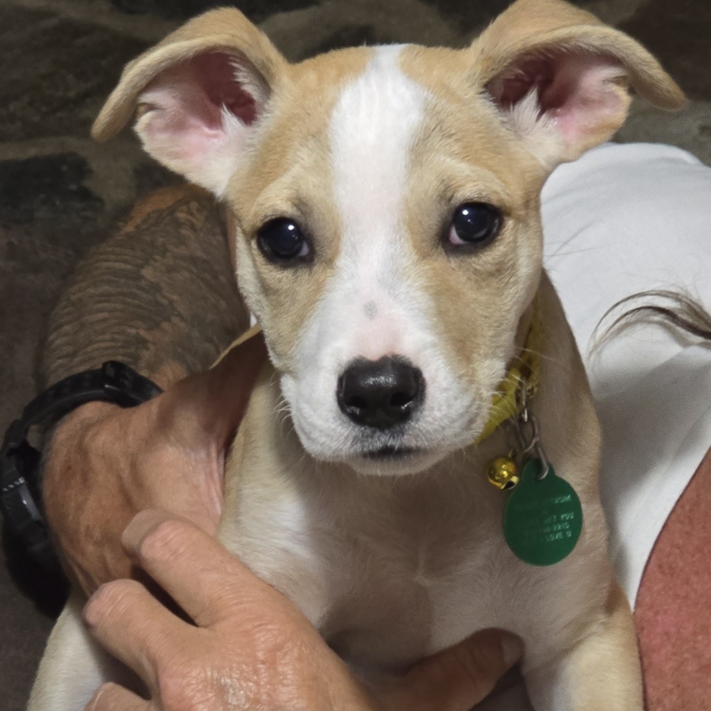 Tito, an adoptable Mixed Breed in Mitchell, SD, 57301 | Photo Image 2