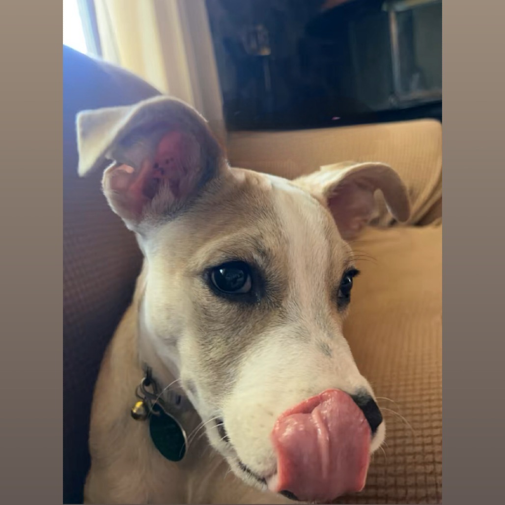 Tito, an adoptable Mixed Breed in Mitchell, SD, 57301 | Photo Image 3