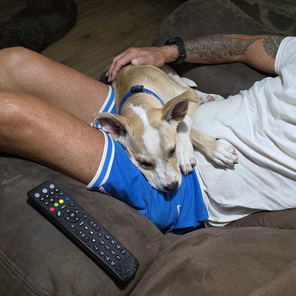 Tito, an adoptable Mixed Breed in Mitchell, SD, 57301 | Photo Image 4