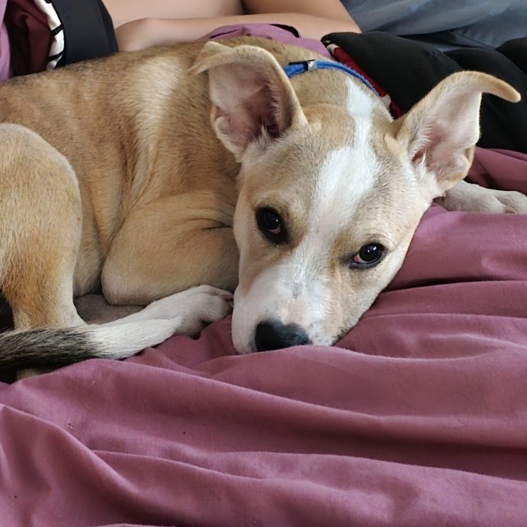 Tito, an adoptable Mixed Breed in Mitchell, SD, 57301 | Photo Image 5