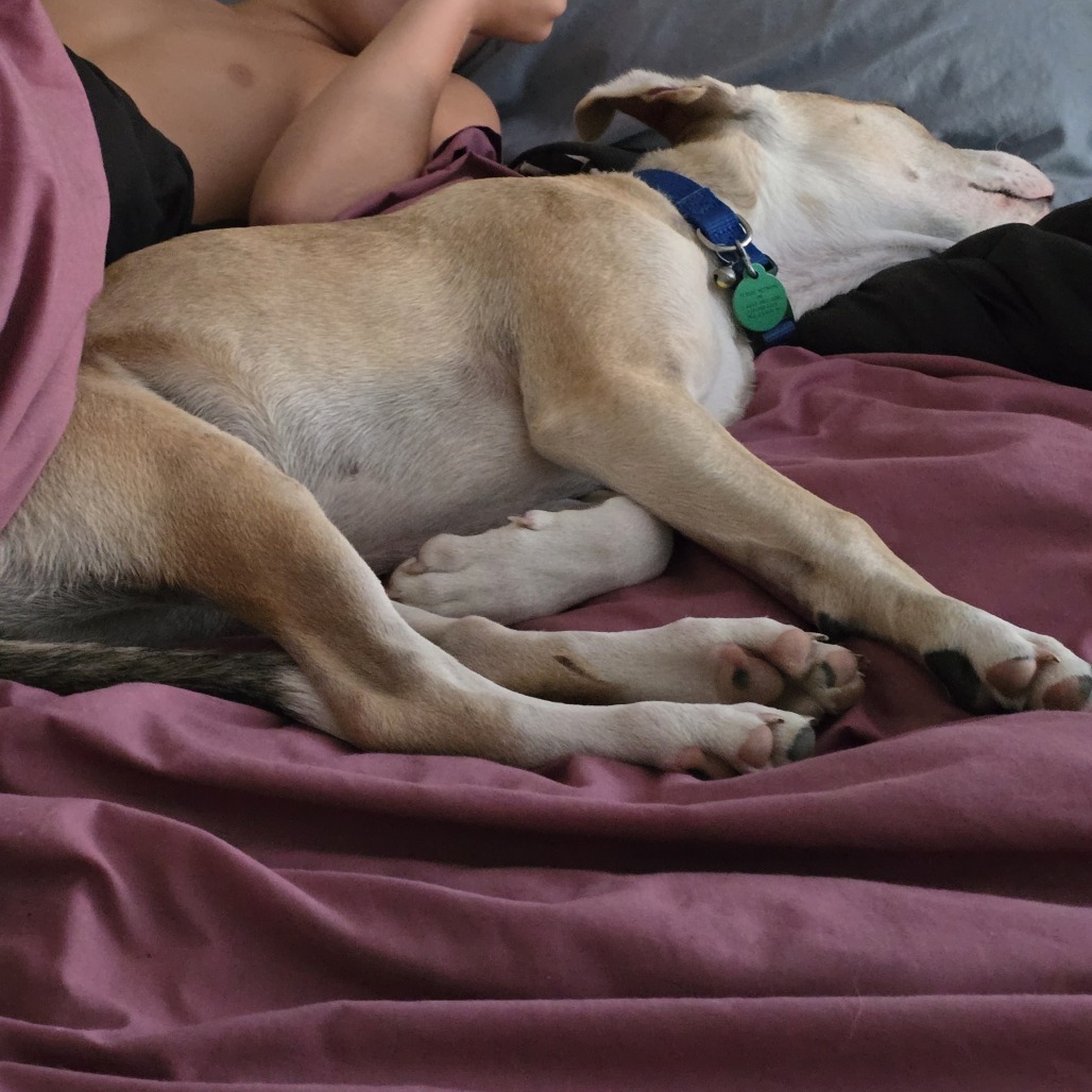 Tito, an adoptable Mixed Breed in Mitchell, SD, 57301 | Photo Image 6