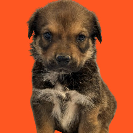 TUSC-Stray-80908
