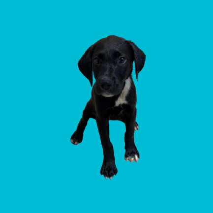 TUSC-Stray-80902_2