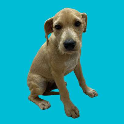 TUSC-Stray-80912