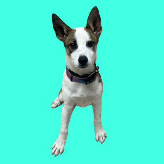 TUSC-Stray-80898