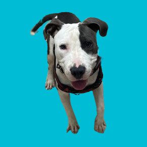 TUSC-Stray-80899