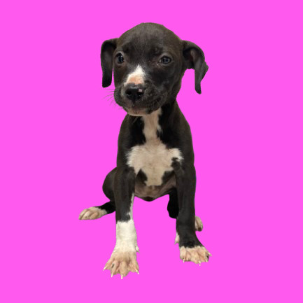 TUSC-Stray-80899_2