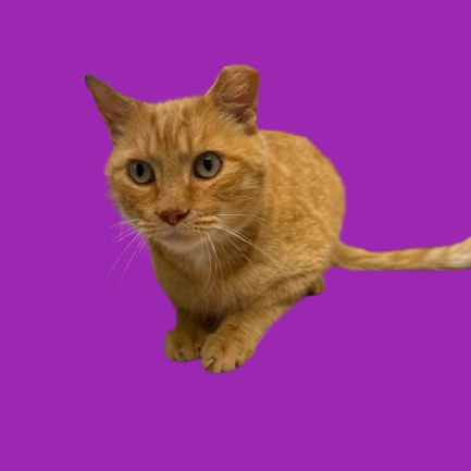 Joseph, an adoptable Domestic Short Hair in Tuscaloosa, AL, 35401 | Photo Image 1
