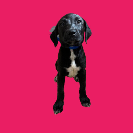 TUSC-Stray-80902_2_3