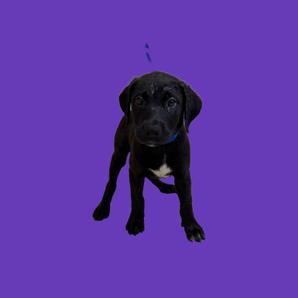 TUSC-Stray-80902