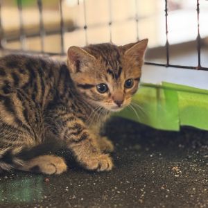 Ash, Baby Female Domestic Short Hair
