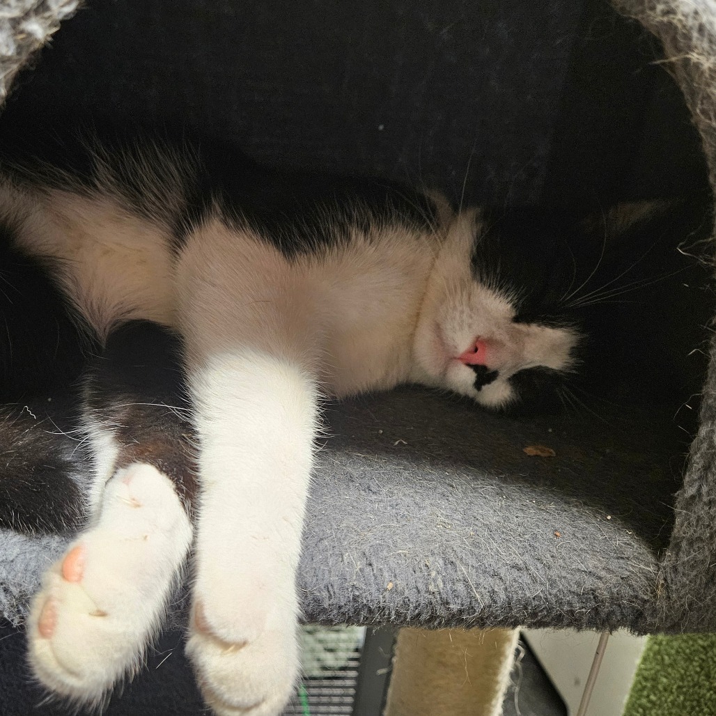 Rodo, an adoptable Domestic Short Hair in Midland, TX, 79701 | Photo Image 1