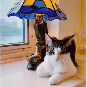 Babe and his sister Ruth are a sweet playful duo looking for a loving home together If youre look