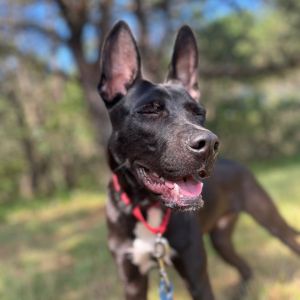 This cutie is located at our Westhampton Adoption Center head in to meet them and see if you are a