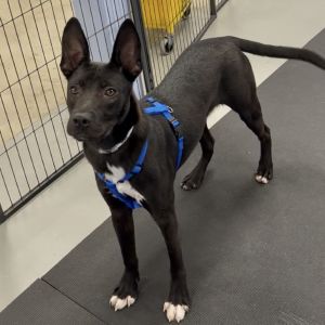 This cutie is located at our Westhampton Adoption Center head in to meet them and see if you are a