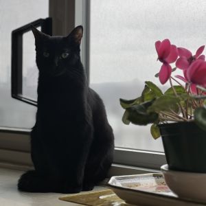 Ruth and her brother Babe are a sweet playful duo looking for a loving home together If youre loo