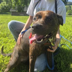 Brandy, Adult Female unknown