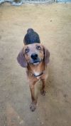 Romeo photo 1