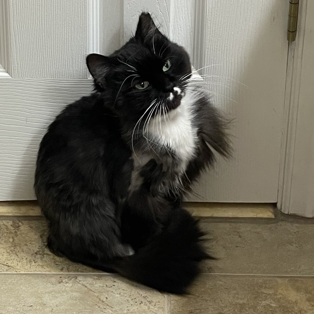 T-Kitty