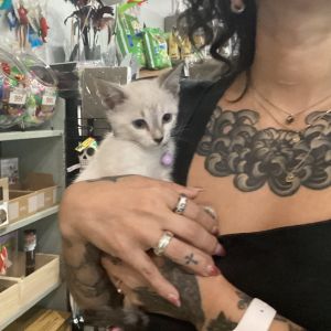 Violet Domestic Short Hair Cat