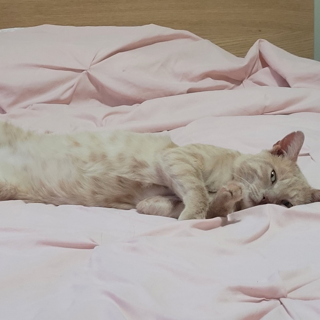 Sherbet