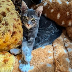Peter Pan *BARNCAT*, Young Male Domestic Short Hair