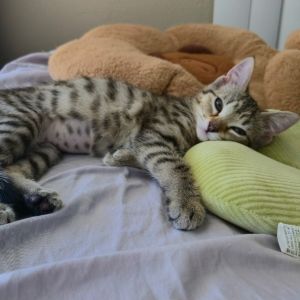 Lucy, Baby Female Domestic Short Hair
