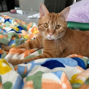 Walter, Adult Male Domestic Short Hair