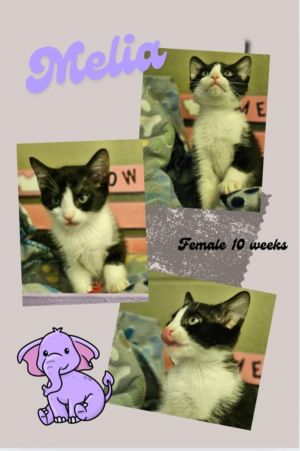Melia, Baby Female Domestic Short Hair