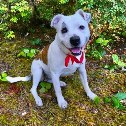 Mario, an adoptable American Bulldog, Pit Bull Terrier in Fort Bragg, CA, 95437 | Photo Image 1