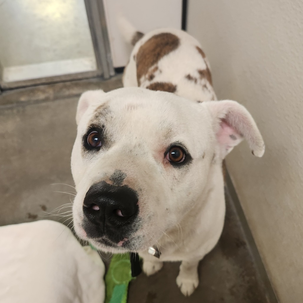 Mario, an adoptable American Bulldog, Pit Bull Terrier in Fort Bragg, CA, 95437 | Photo Image 2