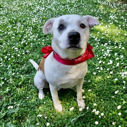 Mario, an adoptable American Bulldog, Pit Bull Terrier in Fort Bragg, CA, 95437 | Photo Image 3