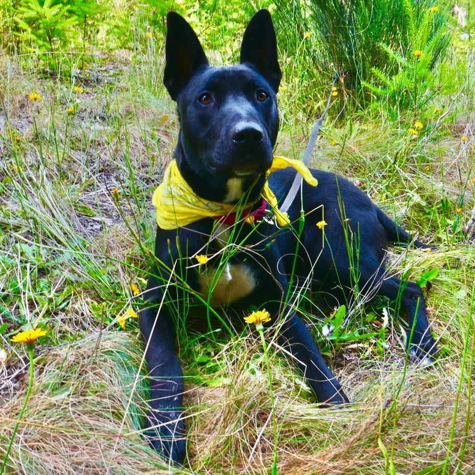 Derek, an adoptable Mixed Breed in Fort Bragg, CA, 95437 | Photo Image 1