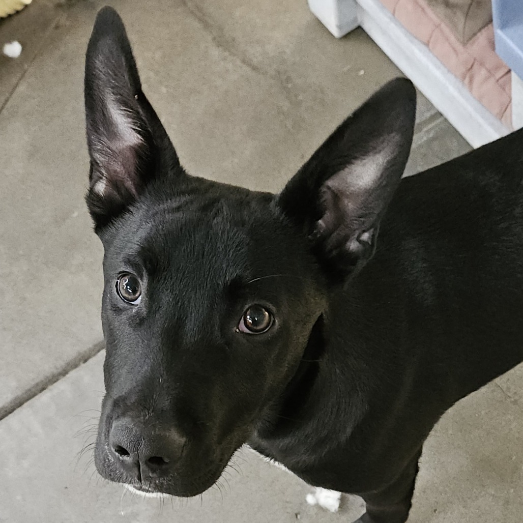 Derek, an adoptable Mixed Breed in Fort Bragg, CA, 95437 | Photo Image 2