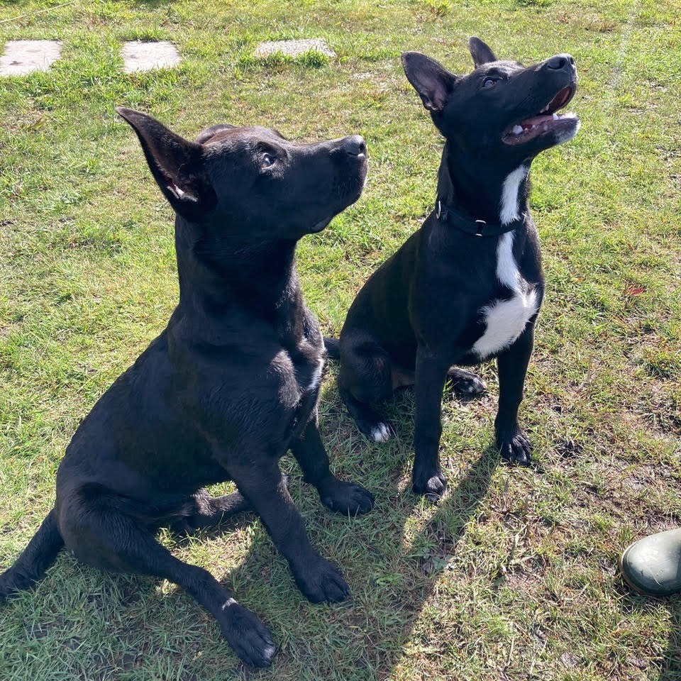 Derek, an adoptable Mixed Breed in Fort Bragg, CA, 95437 | Photo Image 3