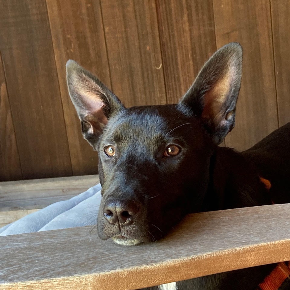 Derek, an adoptable Mixed Breed in Fort Bragg, CA, 95437 | Photo Image 4