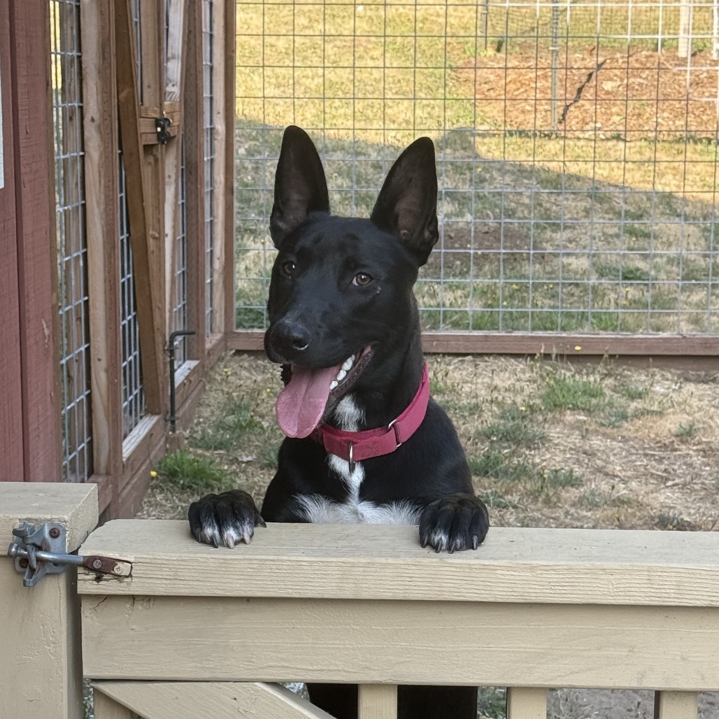 Derek, an adoptable Mixed Breed in Fort Bragg, CA, 95437 | Photo Image 5