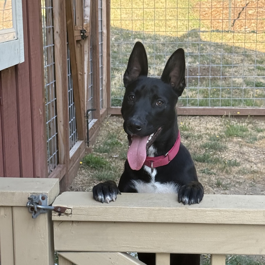 Derek, an adoptable Mixed Breed in Fort Bragg, CA, 95437 | Photo Image 6