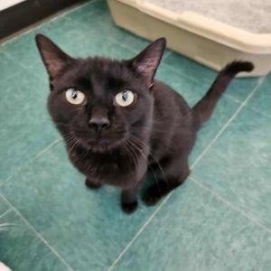 Coal, Adult Male Domestic Short Hair