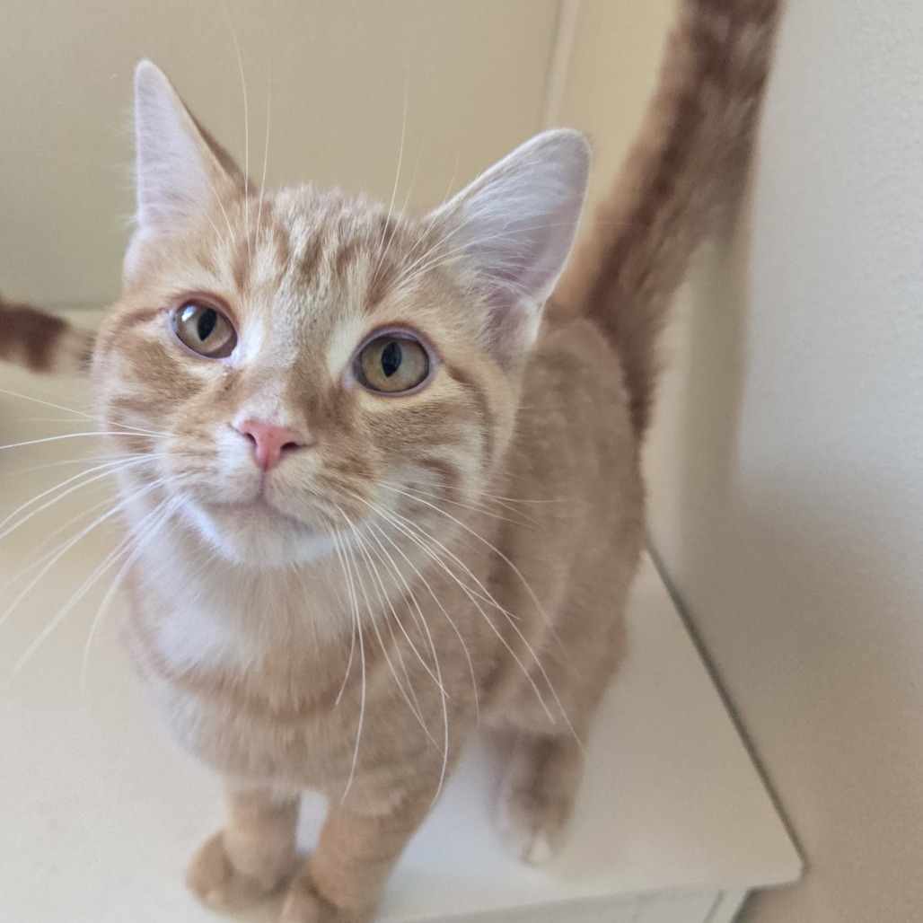 Colby, an adoptable Domestic Short Hair in Tawas City, MI, 48763 | Photo Image 1