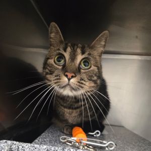 Esme - IN FOSTER, Adult Female unknown