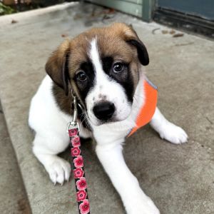 Wylie Mixed Breed Dog