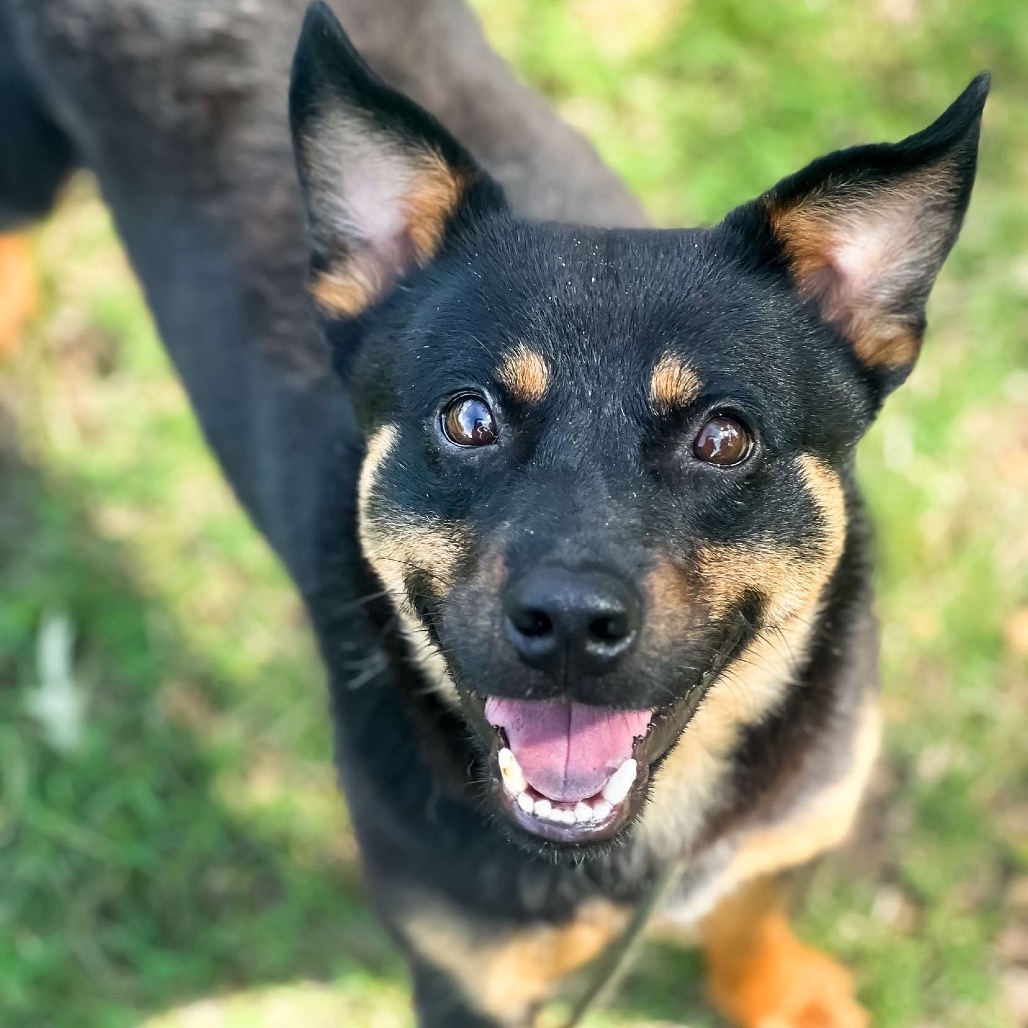 Little Bear