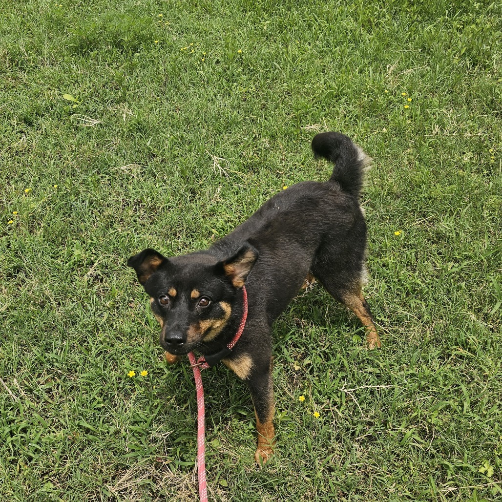 Little Bear