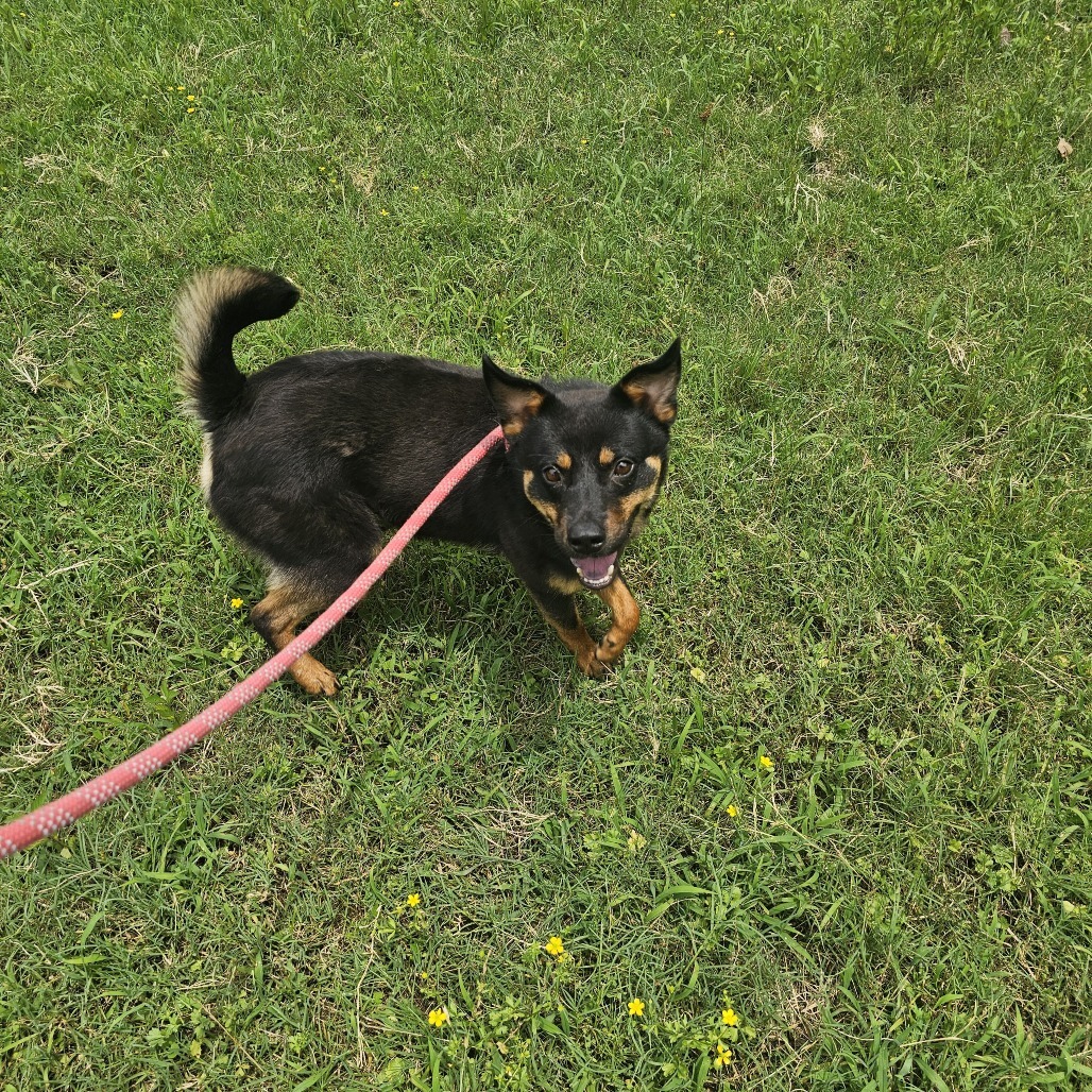 Little Bear