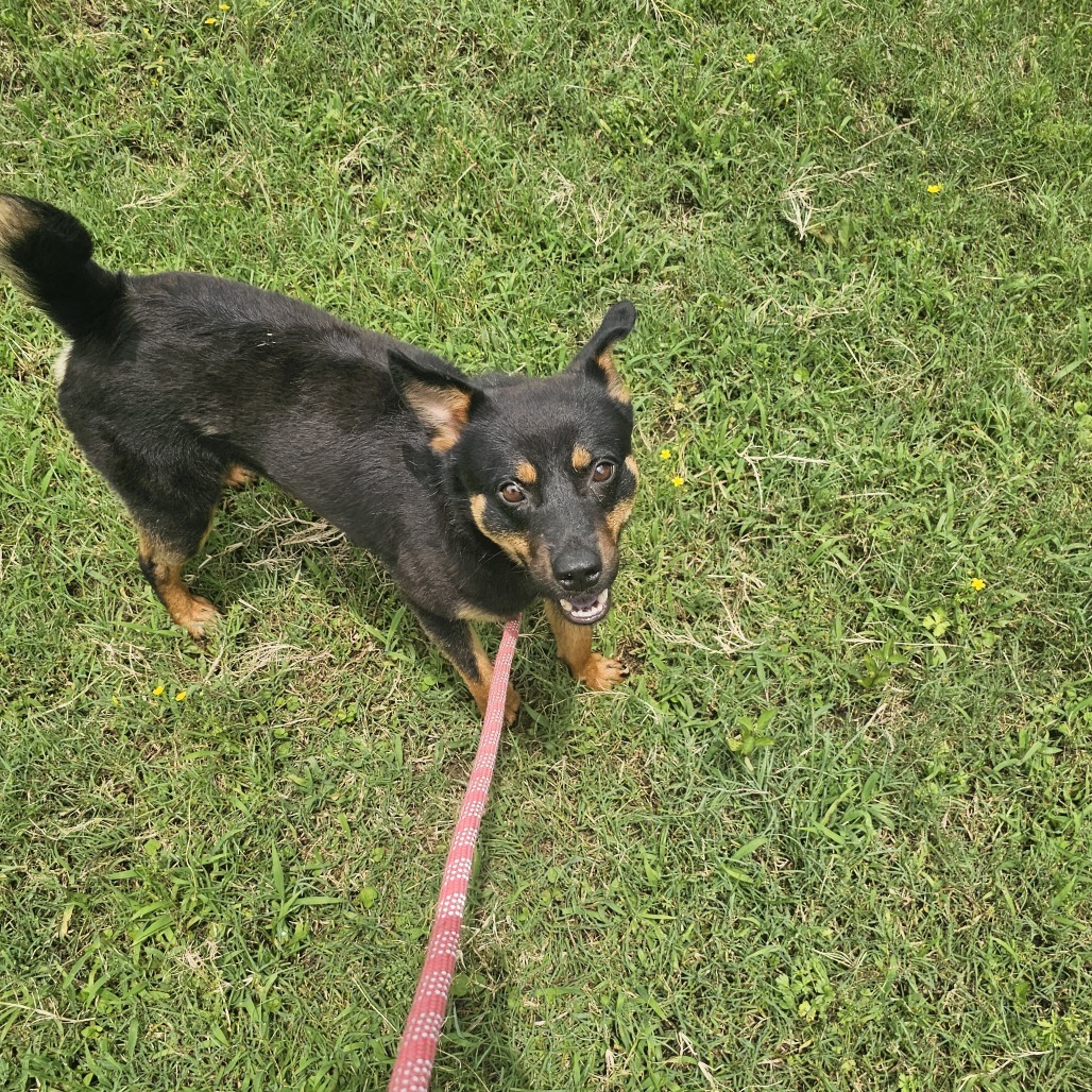 Little Bear